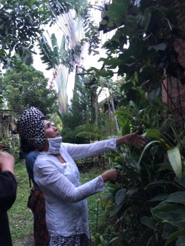 Menikmati Hoya di Rumah Lavia